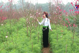 Nhat Tan flower village attracting crowds as Tet draws near