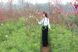 Nhat Tan flower village attracting crowds as Tet draws near
