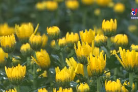 Dak Lak enters Tet flower season