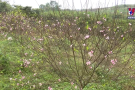 Peach blossom gardens in Ha Tinh crowed ahead of Tet