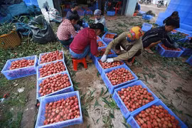 GI certificate – a booster for lychee exports 