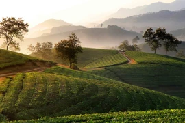 Stunning sunrise over Long Coc tea hill 