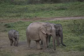 Buon Don district ends elephant rides