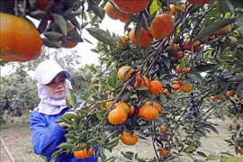 Hoa Binh works to improve ethnic people’s livelihoods