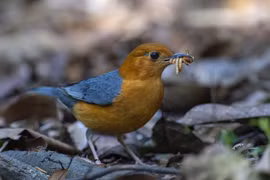 Exploring Da Lat's kingdom of birds 