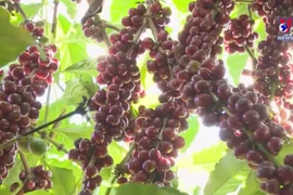 Vietnam’s coffee exports eyes over 4 billion USD in 2023