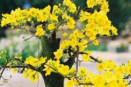 Yellow apricot blossom – a symbol of Tet in Vietnam