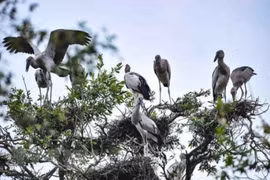Government takes action to protect wild birds