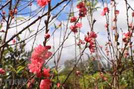 Popular Lunar New Year traditions in Vietnam
