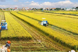 New mindset for Vietnam’s agriculture economy