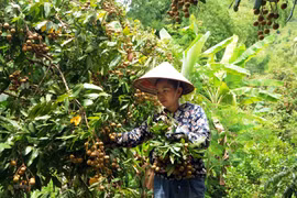 Son La seeking markets for longan 