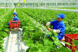 Addressing agricultural emissions key to green production in Vietnam