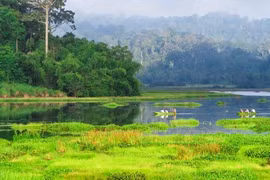 Dong Nai Biosphere Reserve - “green lung” of southeastern region