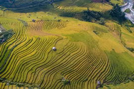 Enchanted by Sa Pa’s beauty during the golden rice harvest 