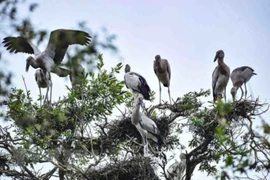 Government takes action to protect wild birds