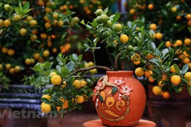 Kumquat – enduring symbol of Tet 