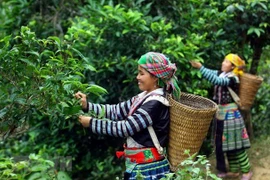 Phin Ho ‘shan tuyet’ tea –specialty of Ha Giang