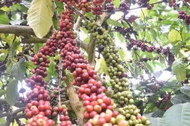 Vietnam to replant, transplant 107,000ha of coffee by 2025