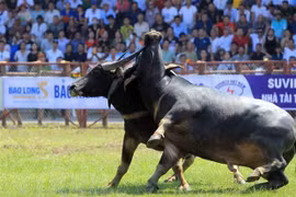 Exploring the unique buffalo fighting festival of Hai Phong