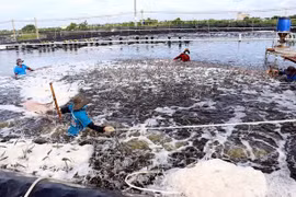 Bac Lieu shifts to organic rice farming