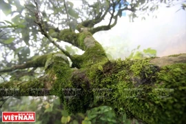 Ancient Shan Tuyet tea trees recognized as Vietnamese heritage tree