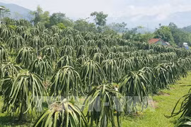Tien Giang pushes granting of planting area codes to boost fruit export 