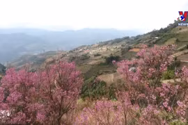 Wild peach blossom festival kicks off