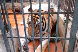 10 years of conservation: how many tigers left in the wild in Vietnam?