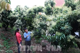 Bac Giang targets developing key agricultural products