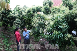 Bac Giang targets developing key agricultural products