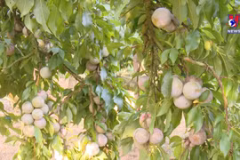 Moc Chau’s out-of-season plums