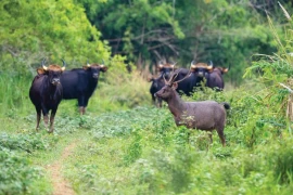 Cat Tien national park officially joins IUCN green list