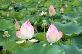 Lotus season comes alive in Ninh Binh province