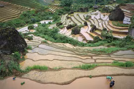 Khun Ha terraced fields during watering season