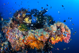 Indonesia is located at the heart of the Coral Triangle (Photo: econusa.id)
