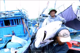 Binh Dinh fishermen transport tuna to Tam Quan Bac port, Hoai Nhon district. (Photo: VNA)