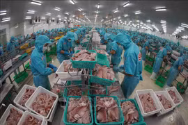 Tra fish processed at Sao Mai Group (Photo: VNA)