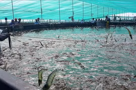 The shrimp sector is suggested to develop in value chain to improve its competitive edge. (Photo: VNA)