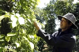 A farmer is harvesting his pepper. (Photo: VNA)