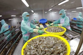 Shrimp processing line at the factory of Minh Phu Seafood Corporation (Photo: VNA)