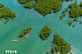 At Dam Bay mangrove forest in Khanh Hoa province (Photo: VNA)