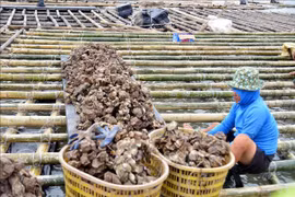 PM Pham Minh Chinh has urged competent ministries and localities to promote post-Typhoon Yagi agricultural production recovery. (Photo: VNA)