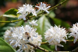 Central Highlands region whitened by coffee flowers 