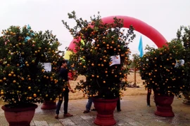 Hoi An Kumquat readies for Tet
