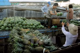 Bustling life of Cai Rang floating market