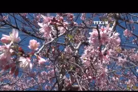 Da Lat to host cherry blossom festival