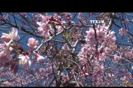 Da Lat to host cherry blossom festival
