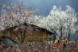 Ban flower decorates northwest region
