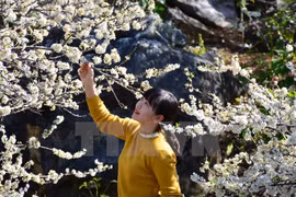 Plum flowers blossom all over Northwest region