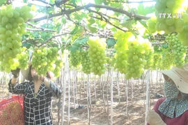 Ninh Thuan farmers make fortune with VietGap grapes